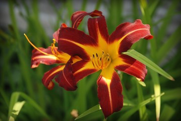 Obraz premium lily flower in the garden