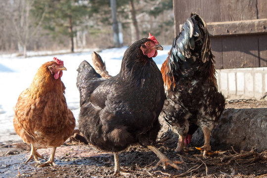Rooster and hens in the yard in the village