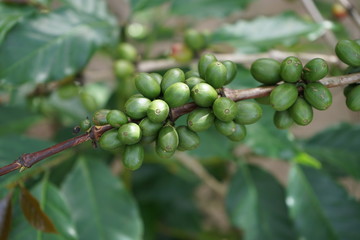 Coffee beans