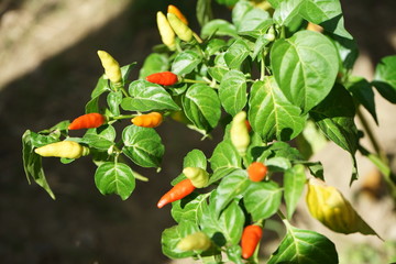 Mini chili peppers