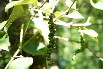 Pepper branch