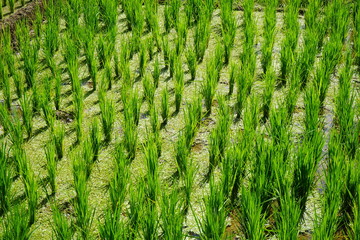 Rice field