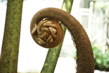Elephant plant 