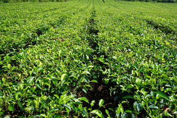 Fototapeta na wymiar Tea plantation Indonesia
