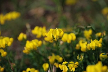 beautiful yellow clover flower on a meadow