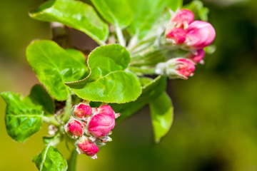 Blooming branch with buds and red Flowers at Spring Time. Apple tree flowers on green background.
