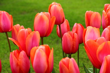 Fototapeta premium Tulips & Stems