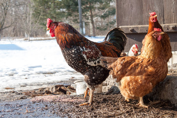 Rooster and hens in the yard in the village