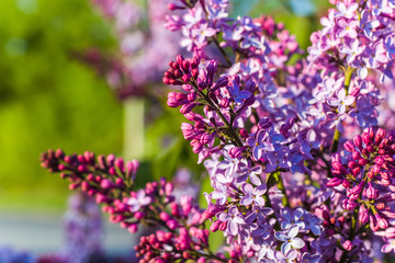 Naklejka premium flowering branches of lilac