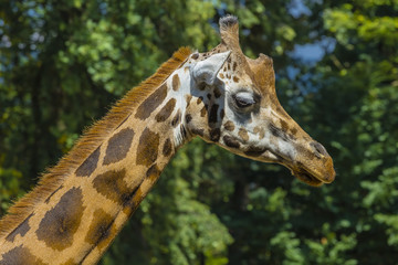 Giraffe close-up in profile