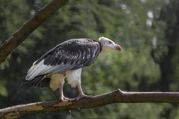 White-headed vulture