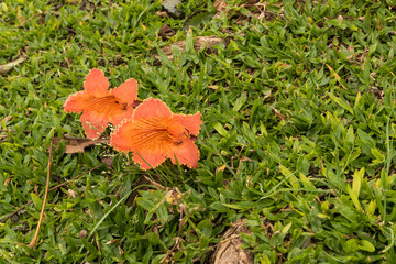 Close up of the African tulip tree reddish-orange flowers laying on the grass