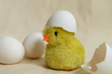 Toy chicken in egg shell