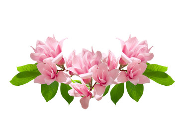Obraz premium Pink magnolia flowers isolated on white background