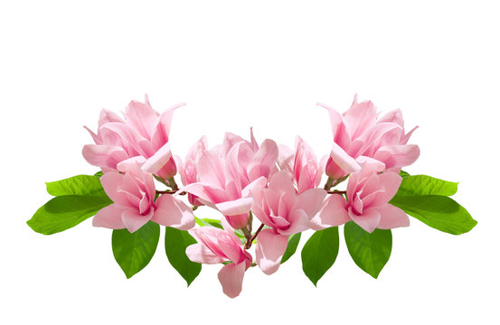 Fototapeta Pink magnolia flowers isolated on white background