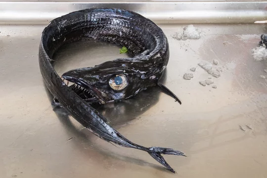 Unusual Rare Black Scabbard Fish Famous Big Eyes Sharp Strong Fang Like Teeth Its Length Is Up To 110 Cm Lives At Depths From 100 To 500 M In The Atlantic Ocean Near
