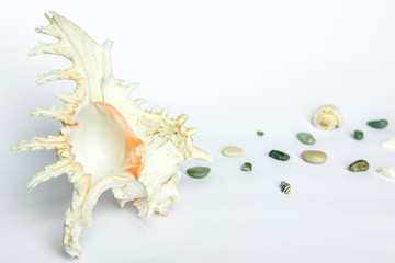 Sea shell and sea pebbles on a white background