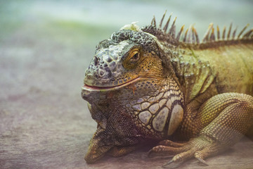 Spanish lizard portrait 