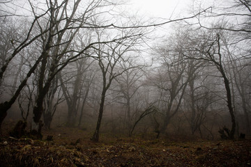 Obraz na płótnie Canvas Landscape with beautiful fog in forest on hill or Trail through a mysterious winter forest with autumn leaves on the ground. Road through a winter forest. Magical atmosphere. Azerbaijan