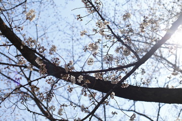 桜と光