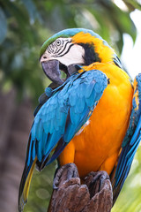 close up portrait of colorful blue and yellow macaw parrot (Ara ararauna)
