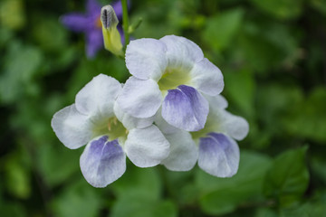 Asystasia gangetica plant in the Acanthaceae family as the Chinese violet in South Africa this plant may simply be called asystasia.