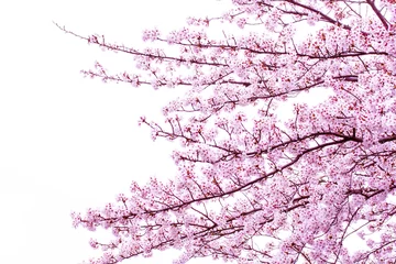 満開の桜とコピースペース