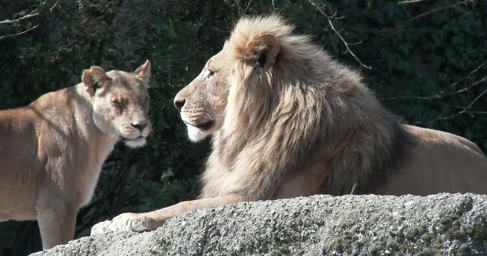 Basler Zoo L&ouml;wen