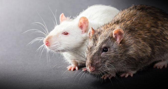 white and gray rats