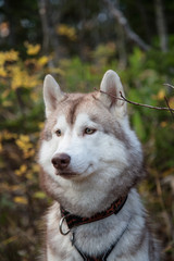 Close up Portrait of Gorgeous Beige and white Siberian Husky dog in fall season. Profile of young and sweet husky male in the beautiful fall forest
