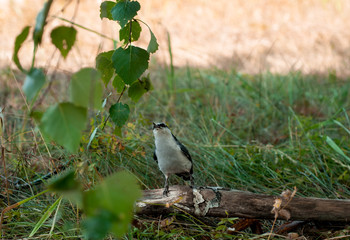 bird Sítta in nature in summer