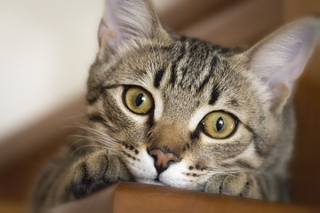 A small naughty kitten climbed a wooden staircase.