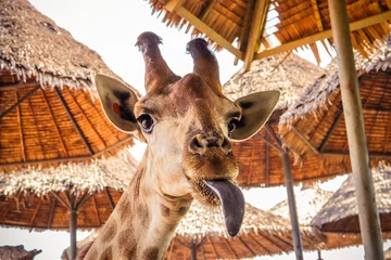 Gordijnen close up portrait of a weird funny face giraffe © Akkharat J.