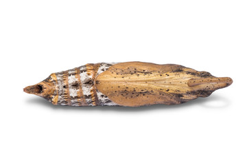 Green pergesa hawkmoth (Pergesa acteus) pupa