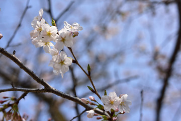 日本の桜