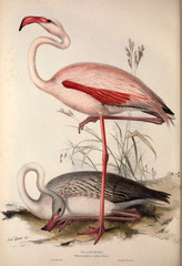 Obraz premium Ilustracja ptaka