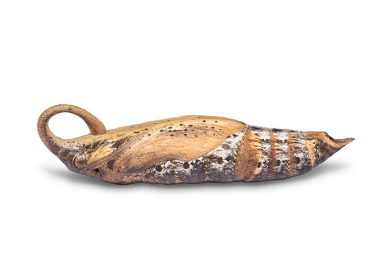 Green pergesa hawkmoth (Pergesa acteus) pupa