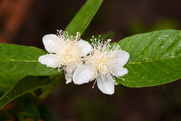 Guava flower in full bloom