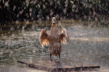 emotional duck standing in the rain