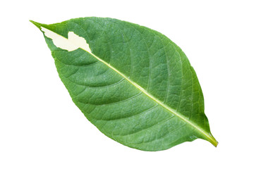 Fototapeta na wymiar Caricature plant (Graptophyllum pictum) leaf