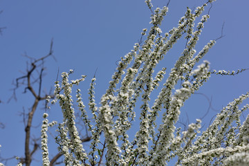 日本の岡山の樹木