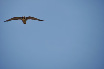 flying Japanese falcon / 飛翔してくるハヤブサ(オス)