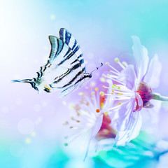 Panele Szklane  Piękne wiśniowe kwiaty sakura zbliżenie na delikatnym miękkim niebieskim i różowym tle z trzepotliwym motylem nad niebem. Szablon kwiatowy kartkę z życzeniami. Miękkie stonowane. Płytka głębokość. Wiosna natura