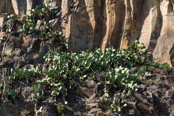 Opuntia cactus plants growing on the ribbed rock