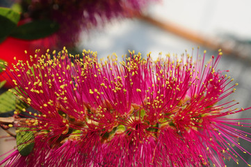 Obraz premium Bottle Brush Tree flower in detail