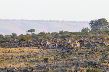 Zebras on the stony bank of the river. Masai Mara, Kenya