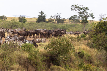 Herd of herbivores on the steep bank of the river. Mara river, Kenya