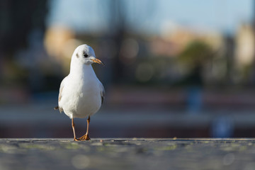 The seagull