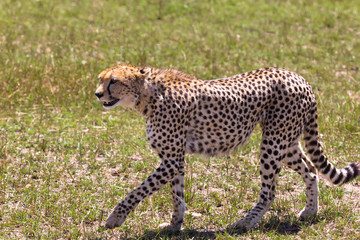 The cheetah walks along the savannah. Kenya, Africa