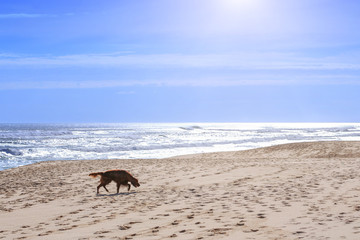 The dog breed of irish setter go walking along the sandy shore of the Atlantic ocean in Portugal coast.